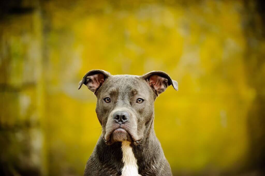 Interesting facts for blue nose pitbull