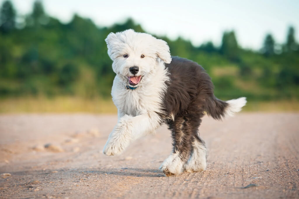 sheepadoodle dog breed overview