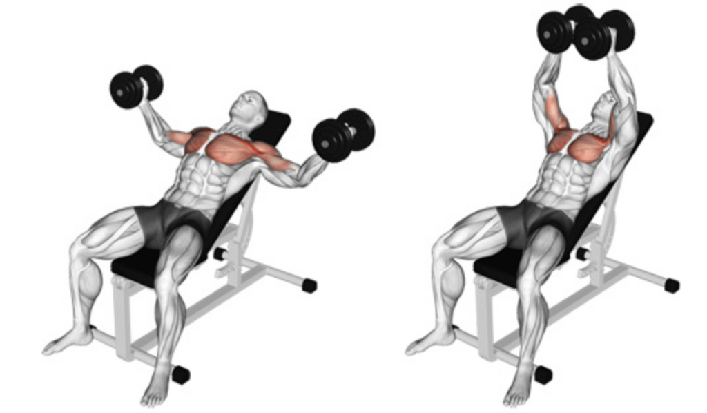 Dumbbell flyes Cheat Workout