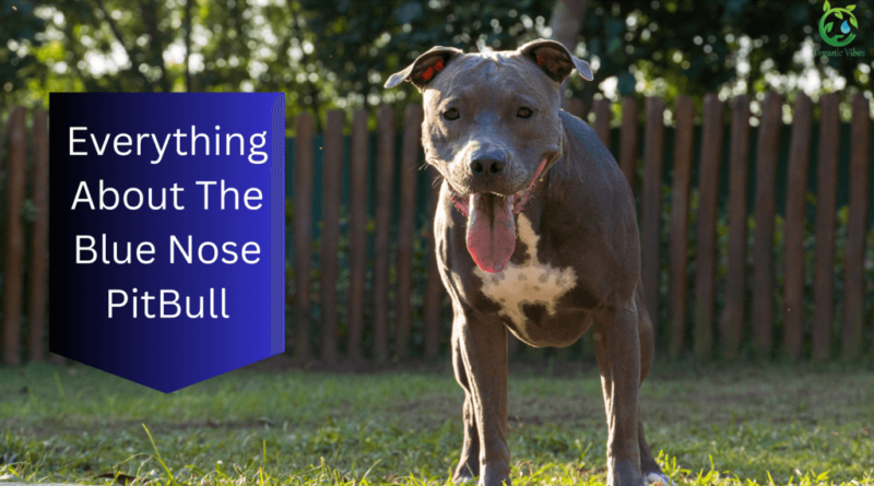 Everything to know about blue nose pitbull