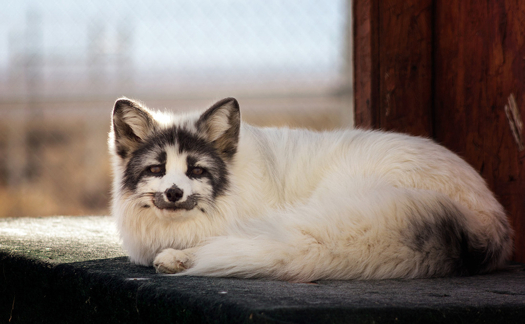Canadian Marble Foxes Kid