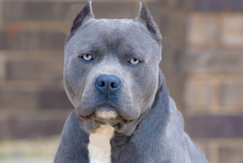What is blue nose pitbull
