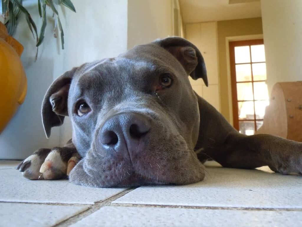 health issues for blue nose pitbull