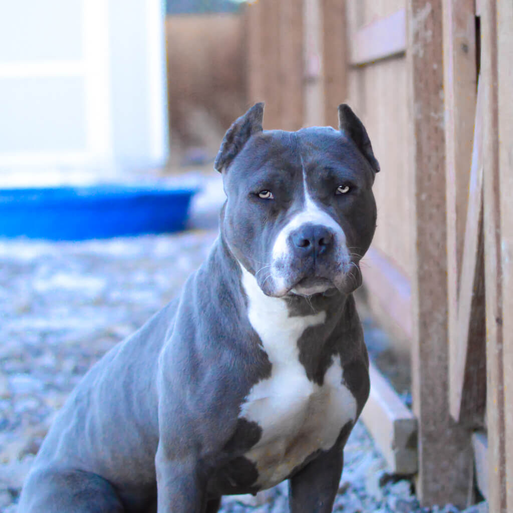 how does blue nose pitbull look
