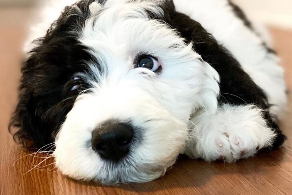 sheepadoodle dog breed pros and cons